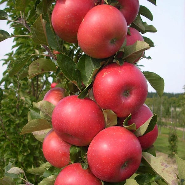 Fresh Organic Applesapple Orchardapple Garden Full Of Riped Red  Applesapples For Juiceorganic Red Apples Hanging On A Tree Branchapple  Trees In A Row Before Harvest Stock Photo - Download Image Now - iStock