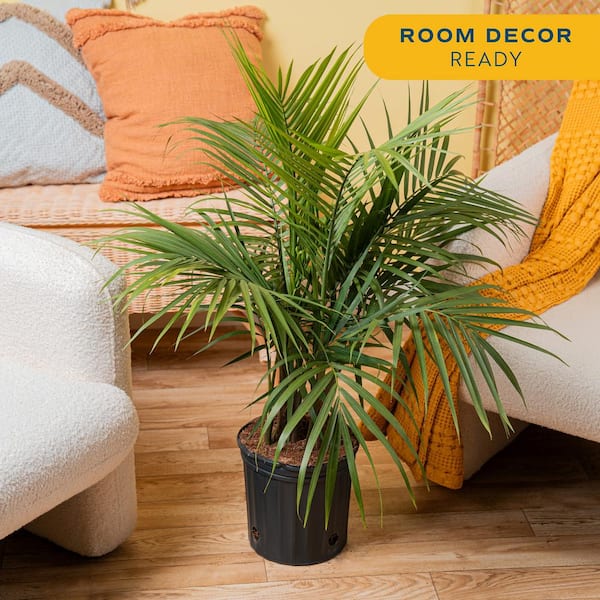 Costa Farms Majesty Indoor Palm in 8.75 in. Grower Pot, Avg. Shipping  Height 3-4 ft. Tall L-MAJ-G-POT-01