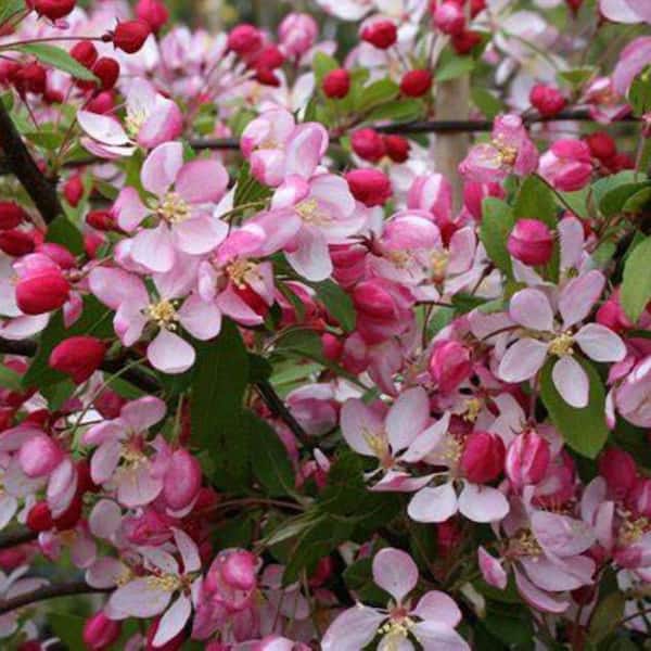 7 Gal. Floribunda Crabapple Flowering Deciduous Tree with Pink Flowers