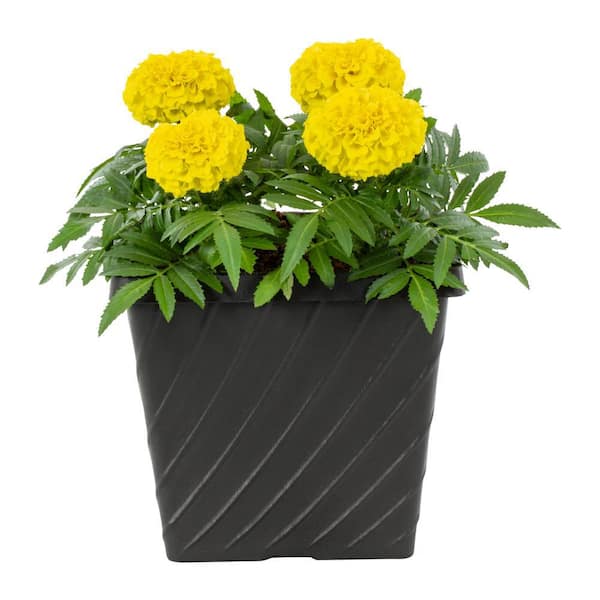 METROLINA GREENHOUSES 1 Gal. Yellow Marigold Square Swirl Planter Annual Plant (1-Pack)