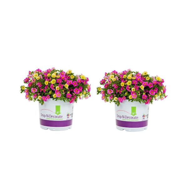 METROLINA GREENHOUSES 3 qt. Drop N Decorate Calibrachoa Million Bells Tea Party Pink and Yellow Mix Annual Plant (2-Pack)