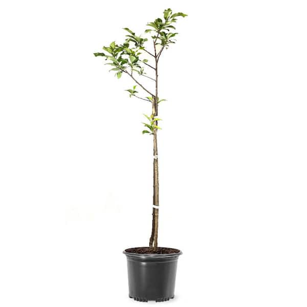 Unbranded 1 gal. Byron Gold Deciduous Plum Tree
