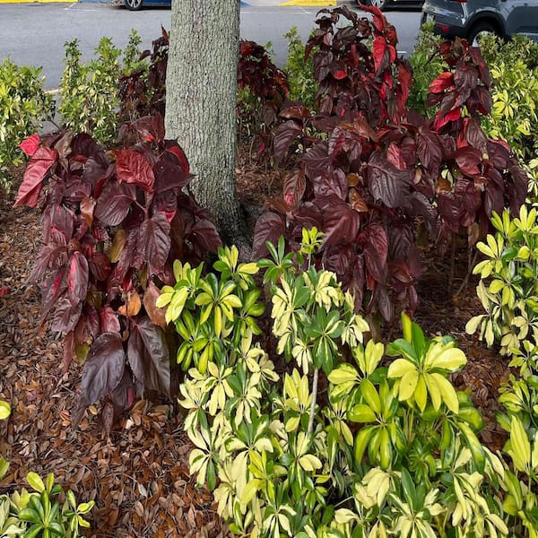 OnlinePlantCenter 3 Gal. Red Copper Plant Non Flowering Shrub ACAL101G3