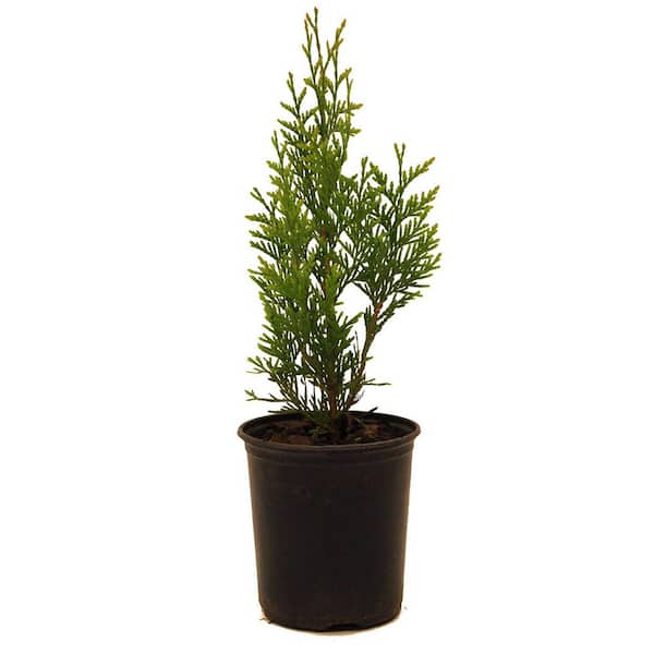 1 Gal. Thuja Green Giant Evergreen Tree