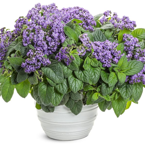 Proven Winners 4.25 in. Eco+ Grande Aromagica Purple Heliotrope (Heliotropium Arborescens) Live Annual Plant with Purple Flowers 4-Pack