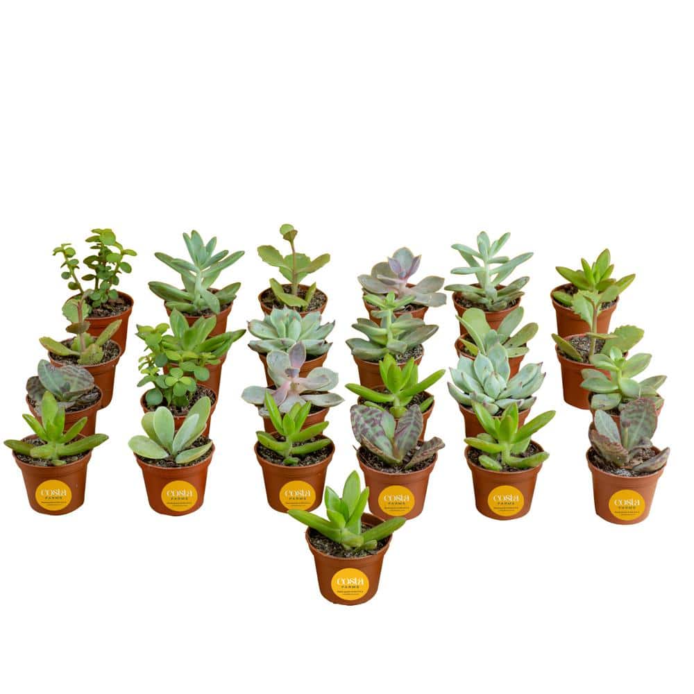 Costa Farms Mini Unique Indoor Succulent Plants in 2 in. Round Grower