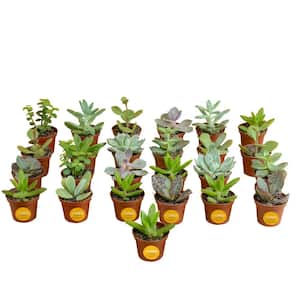 Mini Unique Indoor Succulent Plants in 2 in. Round Grower Pot, Avg. Shipping Height 2 in. Tall (25-Pack)