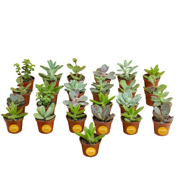 Costa Farms Mini Unique Indoor Succulent Plants in 2 in. Round Grower Pot, Avg. Shipping Height 2 in. Tall (25-Pack)