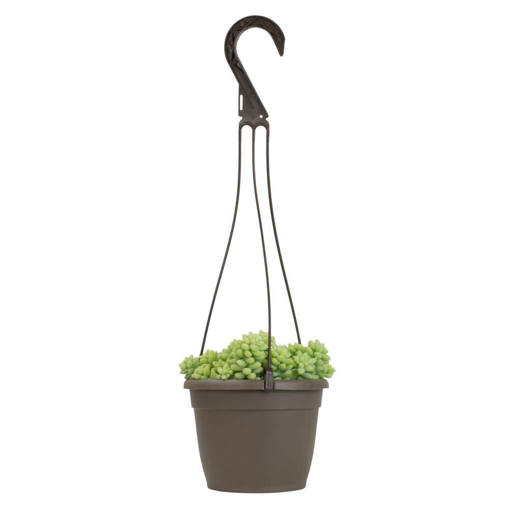 Sedum 'Burrito' Multicolor Trailing Succulent in Plastic Pot
