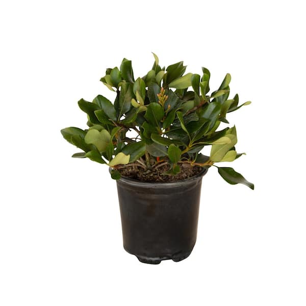 FLOWERWOOD 2.5 Qt. Eleanor Taber Indian Hawthorn, Live Evergreen Shrub, Pink Blooms