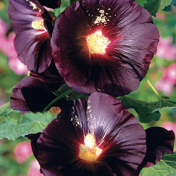 Ferry-Morse Hollyhock Nigra Flower Seeds 1751 - The Home Depot