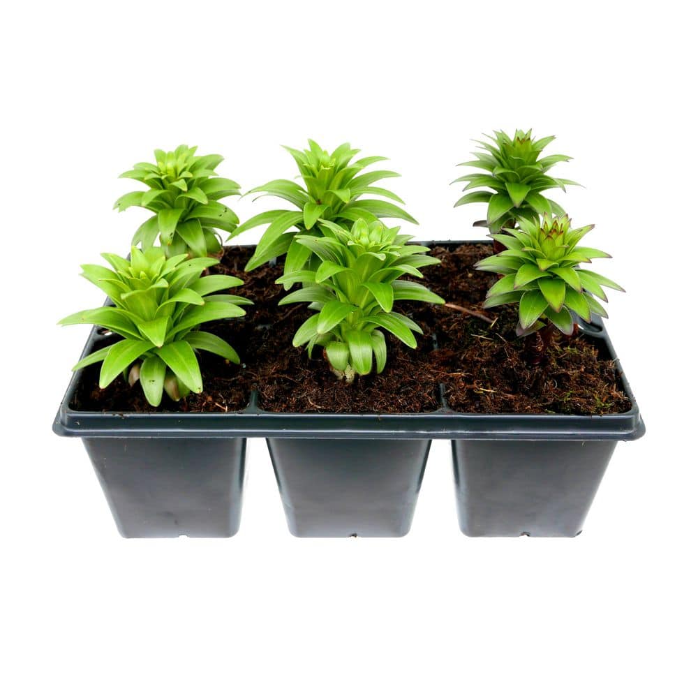 6-Pack Asiatic Lily Perennial Plant with Assorted Colored Flowers