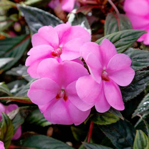 2.5 In. Vigorous Lavender Splash SunPatiens Impatiens Outdoor Annual Plant with Purple Flowers in Grower's Pot (3-Pack)