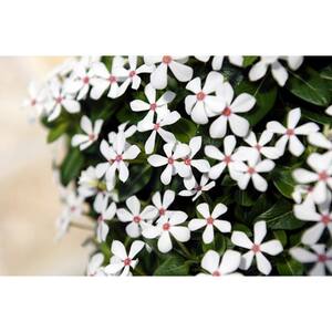 4.25 in. Grande White Flowers Soiree Kawaii White Peppermint Vinca (Catharanthus) Live Plant (4-Pack)