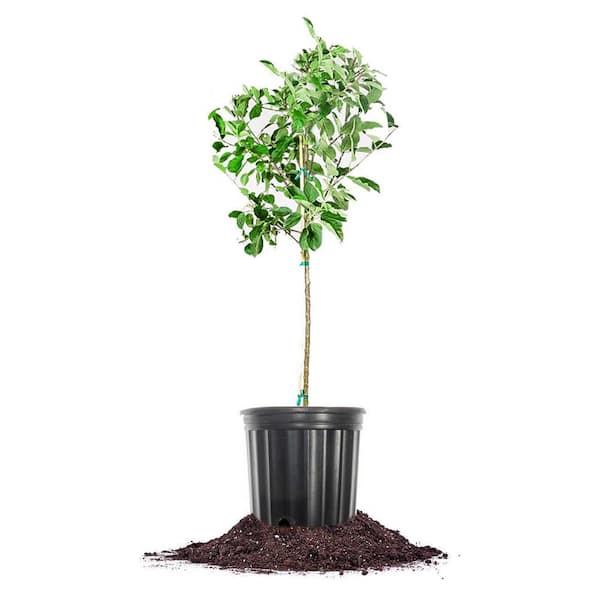 Ein Shemer Apple Fruit Tree Plant 4-5ft. Tall in Grower's Pot