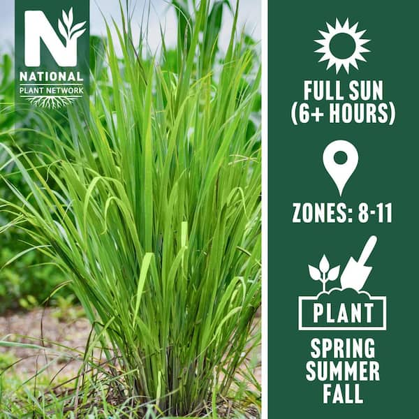 4 in. Lemongrass Plant (4-Pack)