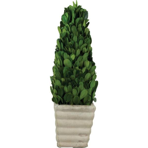 Pride Garden Products 3.5 in. W x 12 in. H Preserved Boxwood Cone in White Terracotta Pot