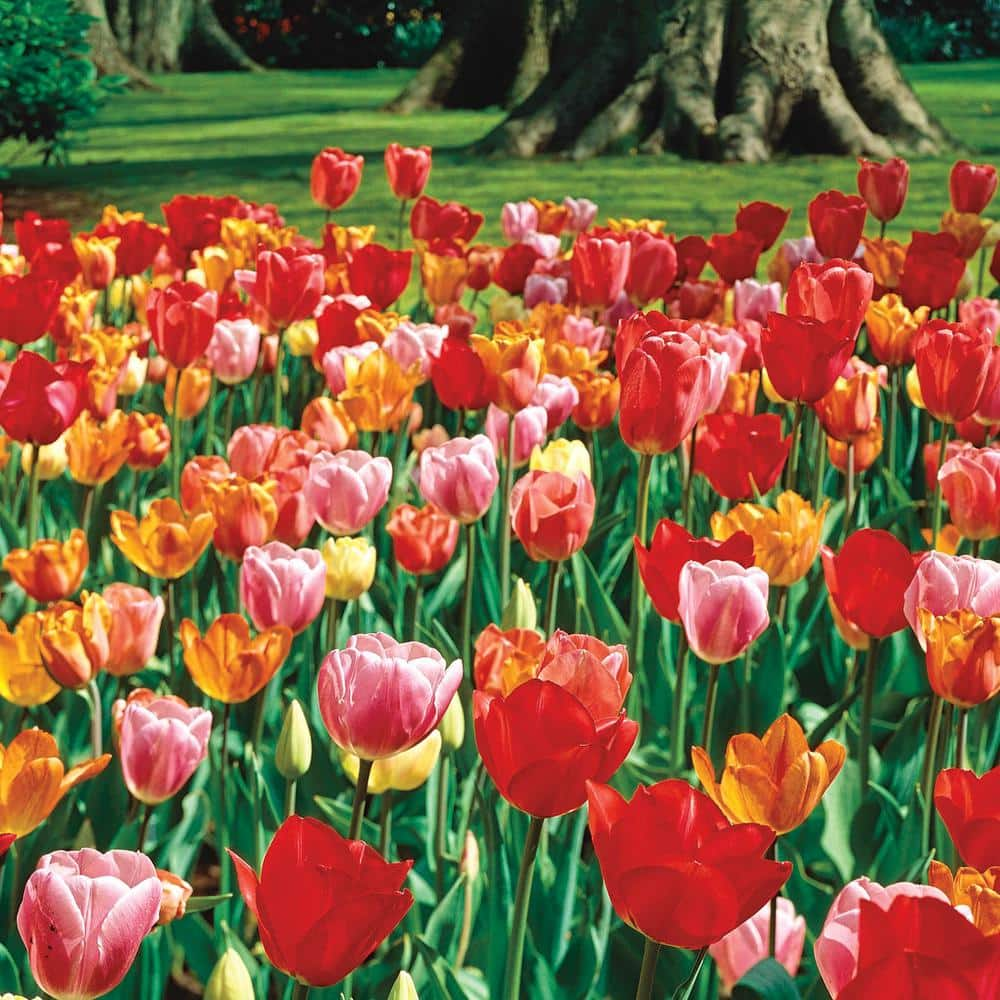 Van Bourgondien Darwin Hybrid Multicolored Tulip Mixture Dormant Spring ...