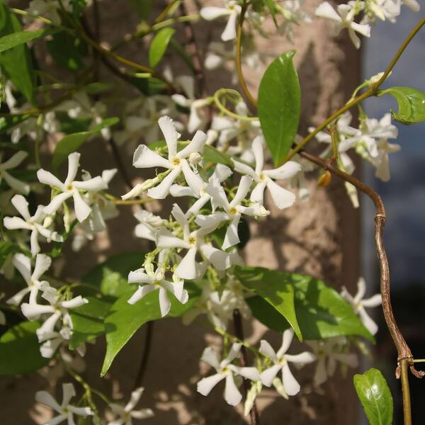 national PLANT NETWORK 2.5 qt. Jasmine Confederate Flowering