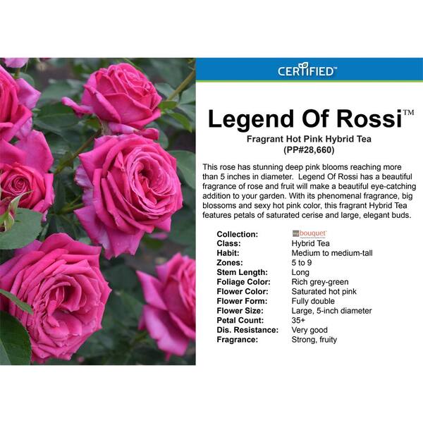 Stunning Deep Pink Blooms Bouquet