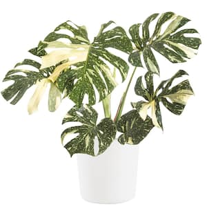 Thai Constellation Monstera Deliciosa in 10 in. White Premium Sustainable Décor Pot