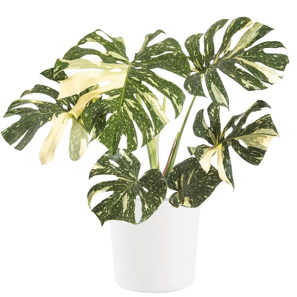 United Nursery Thai Constellation Monstera Deliciosa in 10 in. White Premium Sustainable Decor Pot