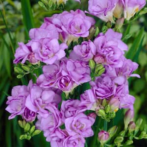 Freesias Double Blooming Lavender (Set of 25 Bulbs)
