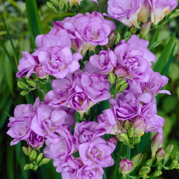 VAN ZYVERDEN Freesias Double Blooming Lavender (Set of 25 Bulbs)