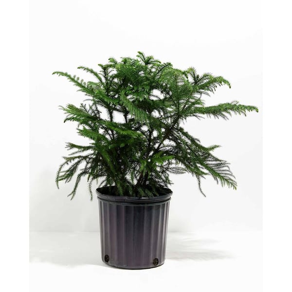 LIVELY ROOT 10 in. Holiday Norfolk Island Pine in Grower Pot