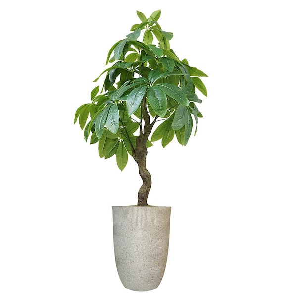 VINTAGE HOME Artificial Faux Real Touch 4.67 ft. Tall R/T Pachira Aqua with Fiberstone Planter