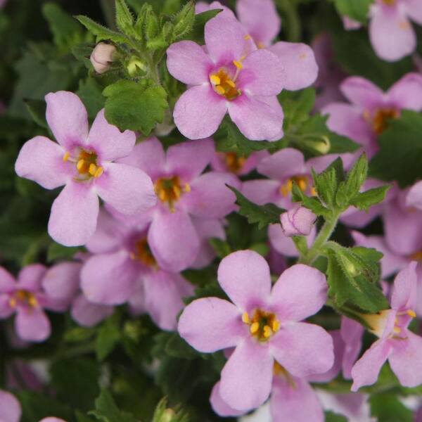 PROVEN WINNERS Snowstorm Pink Bacopa (Sutera) Live Plant, Pink Flowers, 4.25 in. Grande