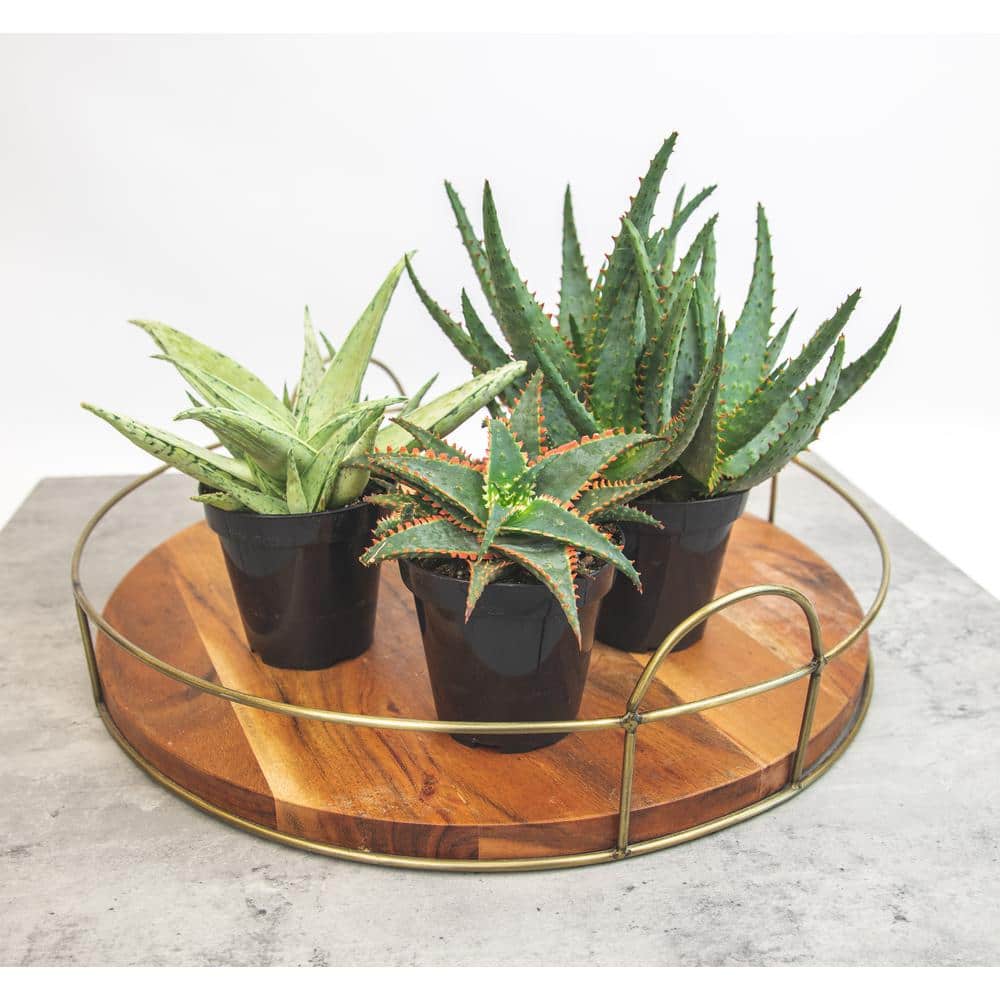 Vibrant Star Aloe Trio - 8" Multicolor Succulent Variety Pack