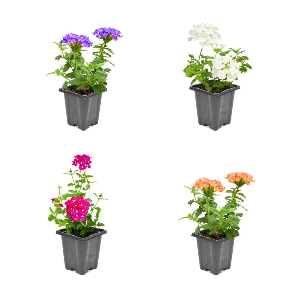 1.0-Pint Verbena Annual Plant with Assorted Colored Flowers (4-Pack)