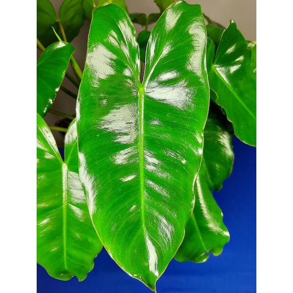 EverGrace Philodendron Burle Marx Plant in 8 in. Decorative Resin