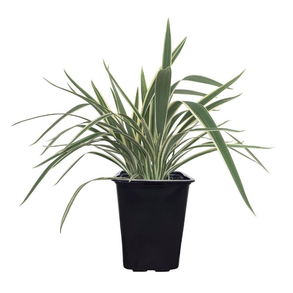 1.5 Pt. Flax Lily Dianella Variegated Perennial Plant (1-Pack) price history on PriceWatchPro