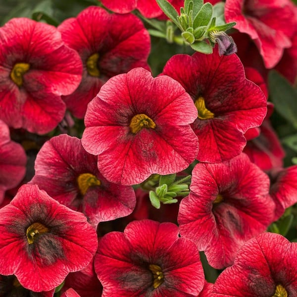 PROVEN WINNERS 4.25 in. Eco+ Grande Superbells Pomegranate Punch
