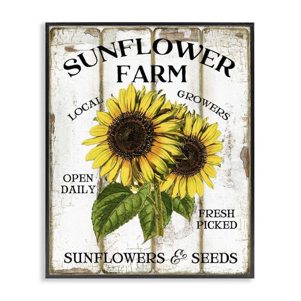 Stupell Industries Antique Sunflower Farm Seeds by Creatif Belle Black Framed Nature Giclee Art Print 14 in. x 11 in.