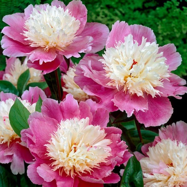 Bloomsz Bowl of Beauty Peony Roots (5-Pack)