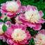 https://images.thdstatic.com/productImages/b0ec0445-3625-45c6-a5a2-5be9cdd4ae1b/svn/bloomsz-flower-bulbs-06131-64_65.jpg