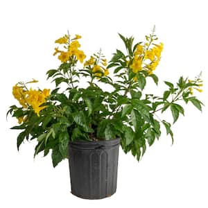 Outdoor Tecomaria Esperanza Golden Star Plant in 9.25 in. Grower Pot, Avg. Shipping Height 2 ft. to 3 ft. Tall