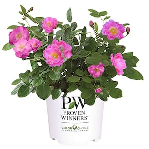 2 Gal. Oso Easy Double Pink Rose with True Pink Flowers
