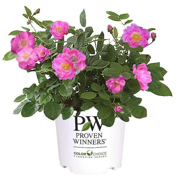 PROVEN WINNERS 2 Gal. Oso Easy Double Pink Rose with True Pink Flowers ...