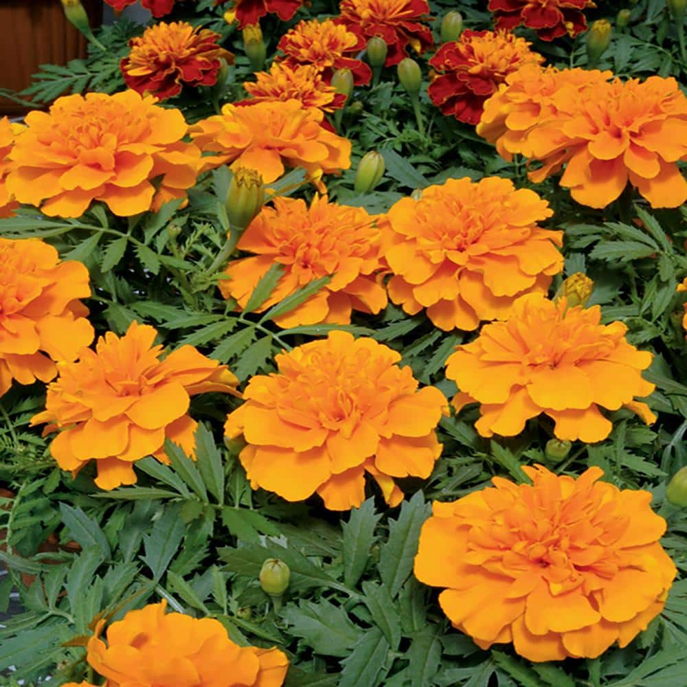 12 in. Bonanza Orange Marigold Plant (12Pack) 8636 The Home Depot