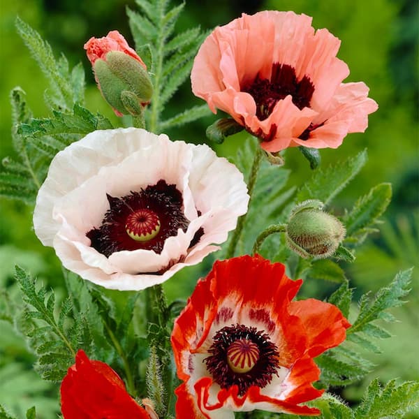 VAN ZYVERDEN Poppies Mixed Roots (Set of 3)