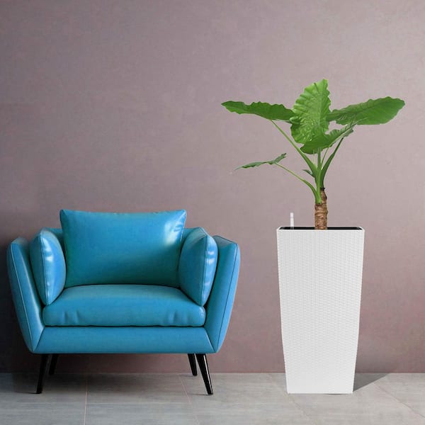 birkin plant Philodendron Birkin Galaxy starter plant **(ALL plants require you to