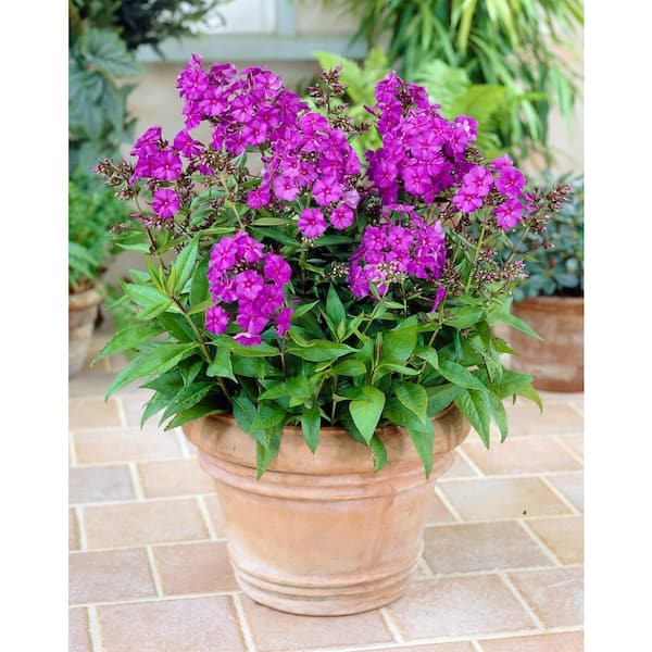 Bloomsz Phlox Nicky Tall (Pack of 3)