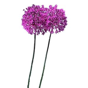 Allium Gladiator 8-Bulbs