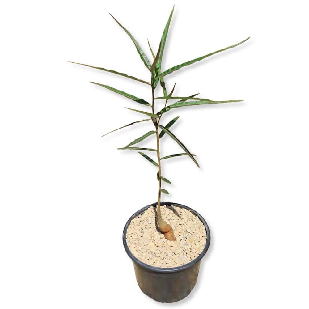 Queensland Bottle Tree - 1 Live Plant in a 4 Inch Growers Pot - Brachychiton Rupestris - Structural Unique Canopy price history on PriceWatchPro