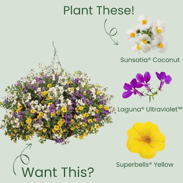 Proven Winners 4.25 in. Eco+ Grande Sunsatia Coconut Nemesia
