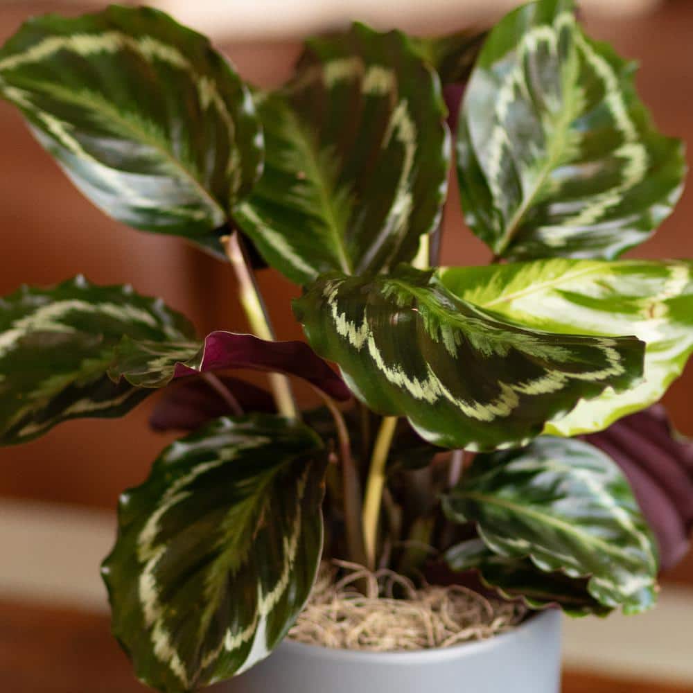 Calathea Medallion Indoor Plant in Black Plastic Planter